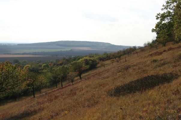 Hradčany, 7.10.2009
Třešňovka na stepích rezervace Báň. Pohled na vrch Oškobrh.
Schlüsselwörter: Hradčany Báň Oškobrh Agriotes gallicus Anthaxia candens