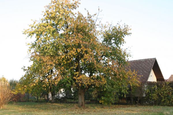 Hradec Králové - soutok Labe a Orlice, 23.10.2008
Třešeň u zahrádkářské osady u levého břehu Labe. Biotop krasce Anthaxia candens.
Klíčová slova: Hradec Králové soutok Anthaxia candens