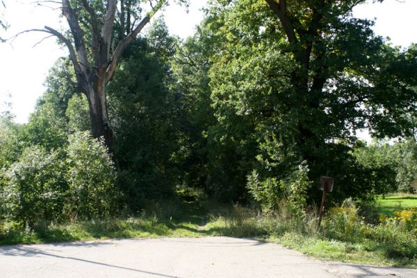 Hrádek, 13.9.2007
Počátek dubové aleje na hrázi zaniklého rybníka Rozkoše. Pohled od Hrádku.
Mots-clés: Hrádek Rozkoš Ampedus cardinalis