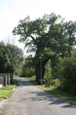 Hrádek, 13.9.2007
Největší z hrádeckých dubisek.
Schlüsselwörter: Hrádek Rozkoš Ampedus cardinalis