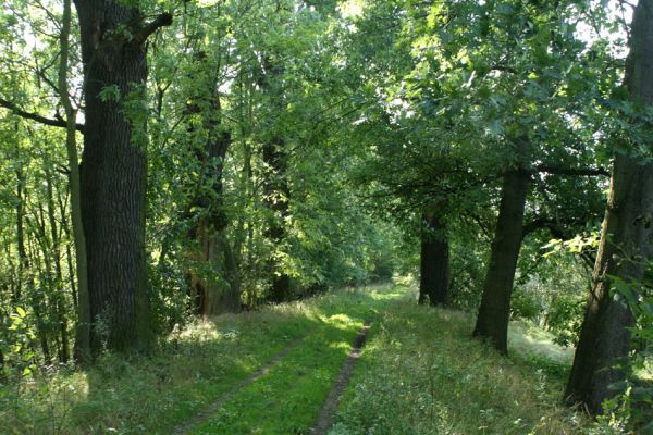 Hrádek, 13.9.2007
Dubová alej na hrázi zaniklého rybníka Rozkoše. 
Klíčová slova: Hrádek Rozkoš Ampedus cardinalis