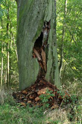 Hrádek, 13.9.2007
Dubová alej na hrázi zaniklého rybníka Rozkoše. Otevřená dutina v mrtvém kmenu prastarého dubu.
Klíčová slova: Hrádek Rozkoš Ampedus cardinalis
