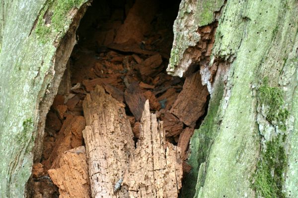 Hrádek, 13.9.2007
Dubová alej na hrázi zaniklého rybníka Rozkoše. Otevřená dutina v mrtvém kmenu prastarého dubu.
Klíčová slova: Hrádek Rozkoš Ampedus cardinalis