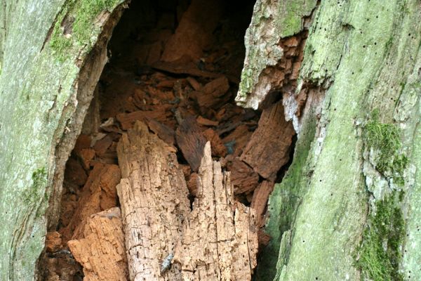 Hrádek, 13.9.2007
Dubová alej na hrázi zaniklého rybníka Rozkoše. Otevřená dutina v mrtvém kmenu prastarého dubu.
Klíčová slova: Hrádek Rozkoš Ampedus cardinalis