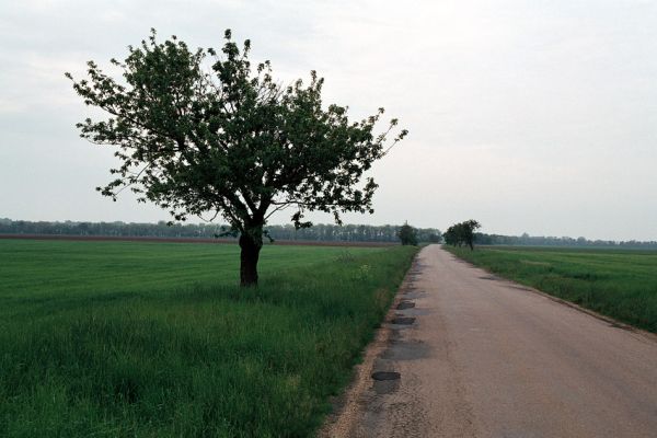 Božice - Hrádek, 16.5.2006
Mez u silnice na Hrádek osídlili kovaříci Selatosomus latus. 
Mots-clés: Božice Hrádek Selatosomus latus