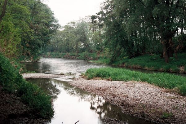 Hrádek - Oleksovičky, meandry Dyje, 16.5.2006
Na březích meantrující Dyje jsou uloženy četné štěrkové a písčité náplavy. Biotop kovaříků Zorochros dermestoides a Negastrius pulchellus.
Klíčová slova: Hrádek Oleksovičky Dyje Zorochros dermestoides Negastrius pulchellus