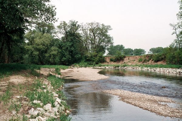 Hrádek - Oleksovičky, meandry Dyje, 16.5.2006
Na březích meantrující Dyje jsou uloženy četné štěrkové a písčité náplavy. Biotop kovaříků Zorochros dermestoides a Negastrius pulchellus. Na snímku břehy regulované kamenným náspem.
Klíčová slova: Hrádek Oleksovičky Dyje Zorochros dermestoides Negastrius pulchellus