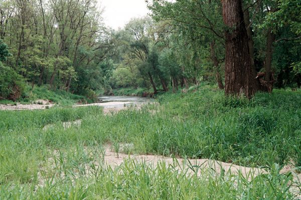 Hrádek - Oleksovičky, meandry Dyje, 16.5.2006
Na březích meantrující Dyje jsou uloženy četné štěrkové a písčité náplavy. Biotop kovaříků Zorochros dermestoides a Negastrius pulchellus.
Mots-clés: Hrádek Oleksovičky Dyje Zorochros dermestoides Negastrius pulchellus