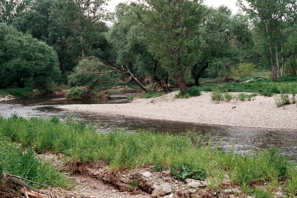 Hrádek - Oleksovičky, meandry Dyje, 16.5.2006
Na březích meantrující Dyje jsou uloženy četné štěrkové a písčité náplavy. Biotop kovaříků Zorochros dermestoides a Negastrius pulchellus.
Schlüsselwörter: Hrádek Oleksovičky Dyje Zorochros dermestoides Negastrius pulchellus