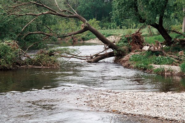 Hrádek - Oleksovičky, meandry Dyje, 16.5.2006
Na březích meantrující Dyje jsou uloženy četné štěrkové a písčité náplavy. Biotop kovaříků Zorochros dermestoides a Negastrius pulchellus.
Klíčová slova: Hrádek Oleksovičky Dyje Zorochros dermestoides Negastrius pulchellus