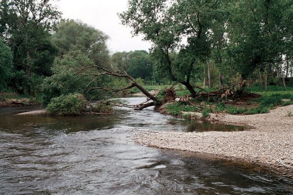 Hrádek - Oleksovičky, meandry Dyje, 16.5.2006
Na březích meantrující Dyje jsou uloženy četné štěrkové a písčité náplavy. Biotop kovaříků Zorochros dermestoides a Negastrius pulchellus.
Keywords: Hrádek Oleksovičky Dyje Zorochros dermestoides Negastrius pulchellus