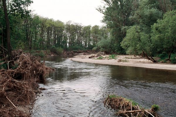 Hrádek - Oleksovičky, meandry Dyje, 16.5.2006
Na březích meantrující Dyje jsou uloženy četné štěrkové a písčité náplavy. Biotop kovaříků Zorochros dermestoides a Negastrius pulchellus.
Keywords: Hrádek Oleksovičky Dyje Zorochros dermestoides Negastrius pulchellus