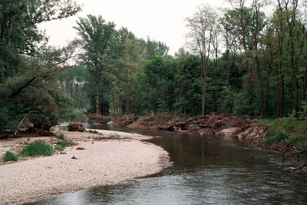 Hrádek - Oleksovičky, meandry Dyje, 16.5.2006
Na březích meantrující Dyje jsou uloženy četné štěrkové a písčité náplavy. Biotop kovaříků Zorochros dermestoides a Negastrius pulchellus.
Keywords: Hrádek Oleksovičky Dyje Zorochros dermestoides Negastrius pulchellus