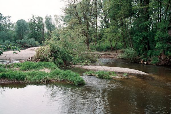 Hrádek - Oleksovičky, meandry Dyje, 16.5.2006
Na březích meantrující Dyje jsou uloženy četné štěrkové a písčité náplavy. Biotop kovaříků Zorochros dermestoides a Negastrius pulchellus.
Schlüsselwörter: Hrádek Oleksovičky Dyje Zorochros dermestoides Negastrius pulchellus