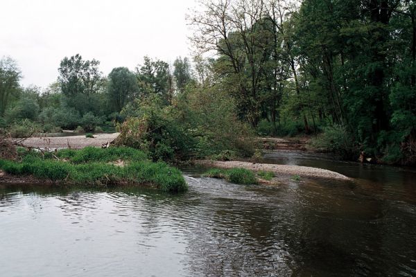 Hrádek - Oleksovičky, meandry Dyje, 16.5.2006
Na březích meantrující Dyje jsou uloženy četné štěrkové a písčité náplavy. Biotop kovaříků Zorochros dermestoides a Negastrius pulchellus.
Keywords: Hrádek Oleksovičky Dyje Zorochros dermestoides Negastrius pulchellus