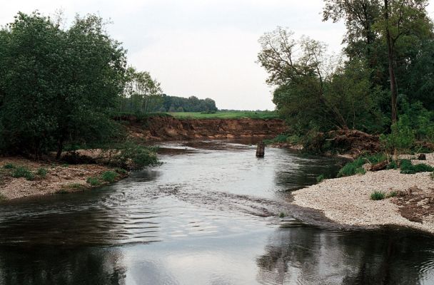 Hrádek - Oleksovičky, meandry Dyje, 16.5.2006
Na březích meantrující Dyje jsou uloženy četné štěrkové a písčité náplavy. Biotop kovaříků Zorochros dermestoides a Negastrius pulchellus.
Mots-clés: Hrádek Oleksovičky Dyje Zorochros dermestoides Negastrius pulchellus