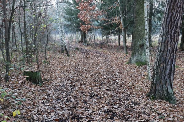 Hradiště na Písku, 23.11.2020
Koňská stezka v Kunětickém lese.
Keywords: Staré Hradiště Hradiště na Písku Kunětický les