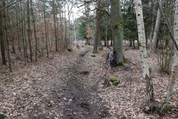 Hradiště na Písku, 13.3.2019
Kunětický les - koňská stezka.
Schlüsselwörter: Staré Hradiště Hradiště na Písku Kunětický les