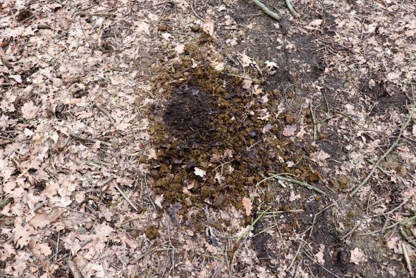 Hradiště na Písku, 13.3.2019
Kunětický les - koňská stezka - Equus.
Klíčová slova: Staré Hradiště Hradiště na Písku Kunětický les