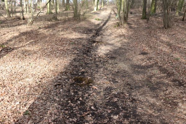 Hradiště na Písku, 13.3.2019
Kunětický les - koňská stezka.
Klíčová slova: Staré Hradiště Hradiště na Písku Kunětický les