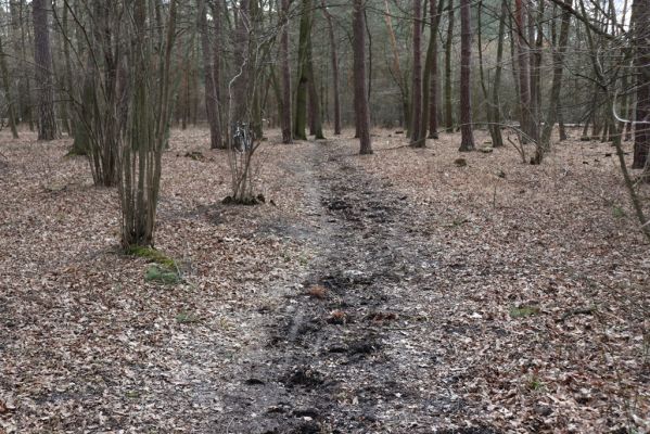 Hradiště na Písku, 13.3.2019
Kunětický les - koňská stezka.
Schlüsselwörter: Staré Hradiště Hradiště na Písku Kunětický les