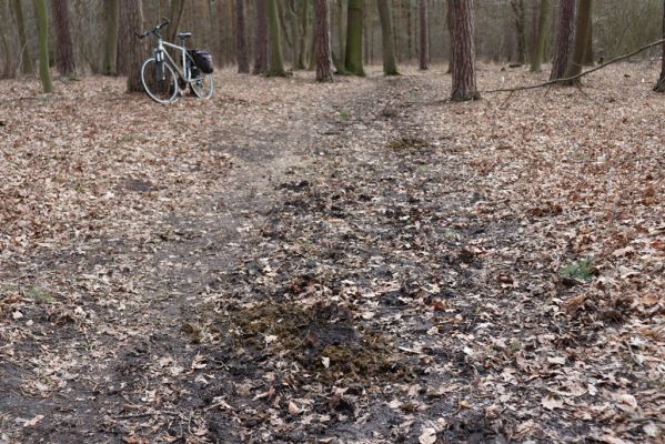 Hradiště na Písku, 13.3.2019
Kunětický les - koňská stezka.
Klíčová slova: Staré Hradiště Hradiště na Písku Kunětický les