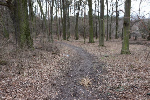 Hradiště na Písku, 13.3.2019
Kunětický les - koňská stezka.
Schlüsselwörter: Staré Hradiště Hradiště na Písku Kunětický les