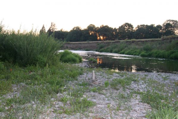 Hranice, Slavíč, 23.7.2017
Štěrkový náplav Bečvy.
Keywords: Hranice Slavíč řeka Bečva Zorochros dermestoides meridionalis quadriguttatus