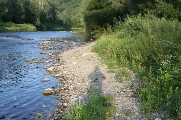 Hranice, Rybáře, 23.7.2017
Štěrkový náplav Bečvy.
Keywords: Hranice Rybáře řeka Bečva Zorochros dermestoides