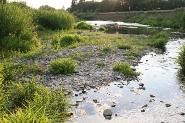 Hranice, Slavíč, 23.7.2017
Štěrkový náplav Bečvy.
Schlüsselwörter: Hranice Slavíč řeka Bečva Zorochros dermestoides meridionalis quadriguttatus