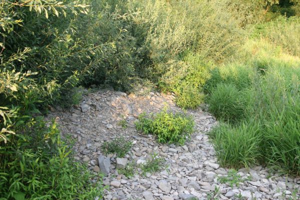 Hranice, Slavíč, 23.7.2017
Štěrkový náplav Bečvy.
Keywords: Hranice Slavíč řeka Bečva Zorochros dermestoides meridionalis quadriguttatus