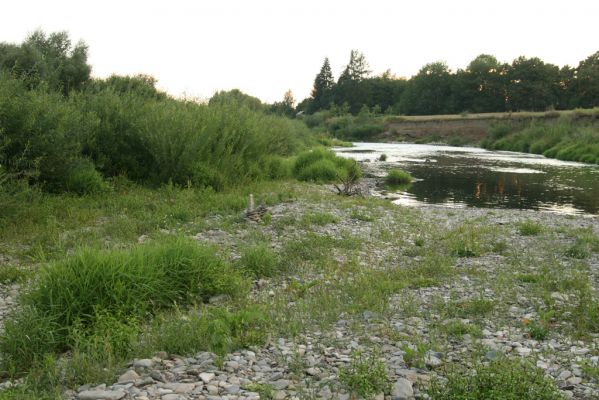 Hranice, Slavíč, 23.7.2017
Štěrkový náplav Bečvy.
Mots-clés: Hranice Slavíč řeka Bečva Zorochros dermestoides meridionalis quadriguttatus Synaptus filiformis