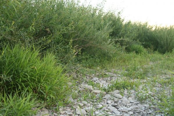 Hranice, Slavíč, 23.7.2017
Štěrkový náplav Bečvy.
Schlüsselwörter: Hranice Slavíč řeka Bečva Zorochros dermestoides meridionalis quadriguttatus Synaptus filiformis