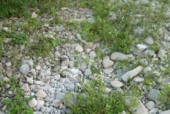 Hranice, Slavíč, 23.7.2017
Štěrkový náplav Bečvy.
Schlüsselwörter: Hranice Slavíč řeka Bečva Zorochros dermestoides meridionalis quadriguttatus