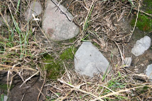 Hranice, Slavíč, 23.7.2017
Štěrkový náplav Bečvy.
Klíčová slova: Hranice Slavíč řeka Bečva Zorochros meridionalis