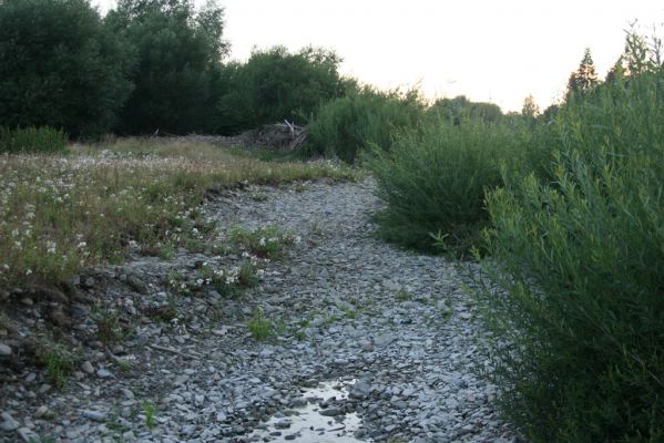 Hranice, Slavíč, 23.7.2017
Štěrkový náplav Bečvy.
Klíčová slova: Hranice Slavíč řeka Bečva Adrastus circassicus pallens rachifer Betarmon bisbimaculatus