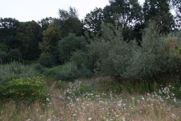 Hranice, Slavíč, 23.7.2017
Zarůstající štěrkový náplav Bečvy.
Keywords: Hranice Slavíč řeka Bečva