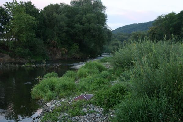 Hranice, Slavíč, 23.7.2017
Štěrkový náplav Bečvy.
Mots-clés: Hranice Slavíč řeka Bečva Adrastus circassicus pallens rachifer Betarmon bisbimaculatus Synaptus filiformis