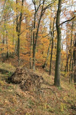 Hranice, 27.10.2008
Hůrka u Hranic.
Klíčová slova: Hranice Hůrka u Hranic Ischnodes sanguinicollis