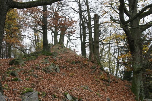 Dobříš, 26.10.2017
Hřebeny. Suťový les na vrchu Hradec. 
Klíčová slova: Dobříš Hřebeny vrch Hradec