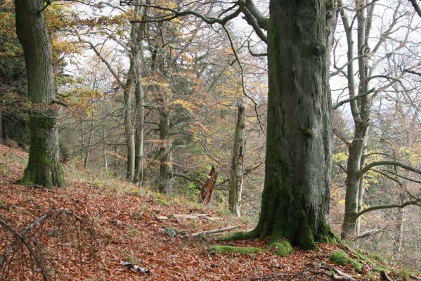 Dobříš, 26.10.2017
Hřebeny. Suťový les na vrchu Hradec. 
Keywords: Dobříš Hřebeny vrch Hradec