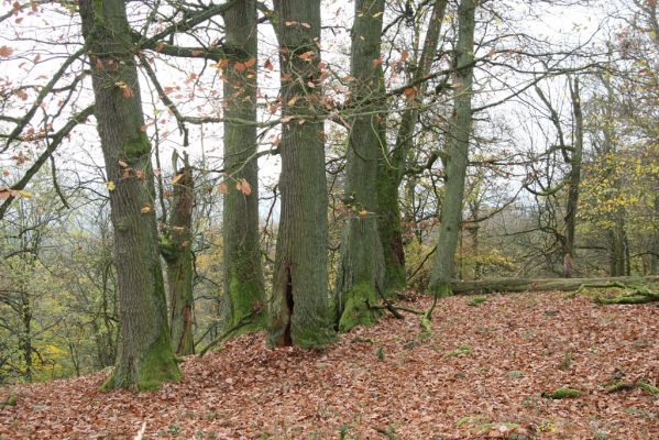 Dobříš, 26.10.2017
Hřebeny. Suťový les na vrchu Hradec. 
Mots-clés: Dobříš Hřebeny vrch Hradec Ampedus brunnicornis