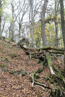 Dobříš, 26.10.2017
Hřebeny. Suťový les na vrchu Hradec. 
Keywords: Dobříš Hřebeny vrch Hradec