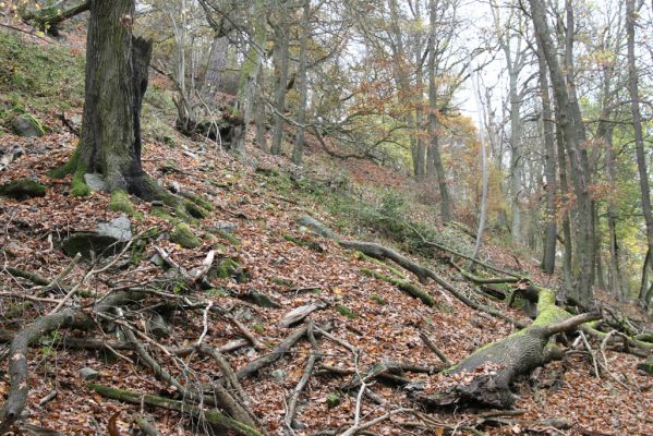 Dobříš, 26.10.2017
Hřebeny. Suťový les na vrchu Hradec. 
Klíčová slova: Dobříš Hřebeny vrch Hradec