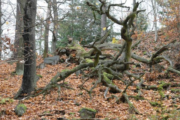 Dobříš, 26.10.2017
Hřebeny. Suťový les na vrchu Hradec. 
Keywords: Dobříš Hřebeny vrch Hradec Ampedus brunnicornis