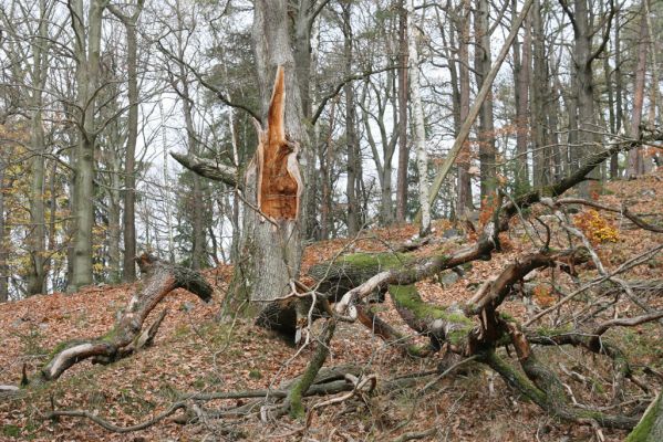 Dobříš, 26.10.2017
Hřebeny. Suťový les na vrchu Hradec. 
Keywords: Dobříš Hřebeny vrch Hradec