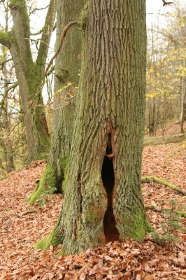 Dobříš, 26.10.2017
Hřebeny. Suťový les na vrchu Hradec. Biotop kovaříka Ampedus brunnicornis.
Mots-clés: Dobříš Hřebeny vrch Hradec Ampedus brunnicornis