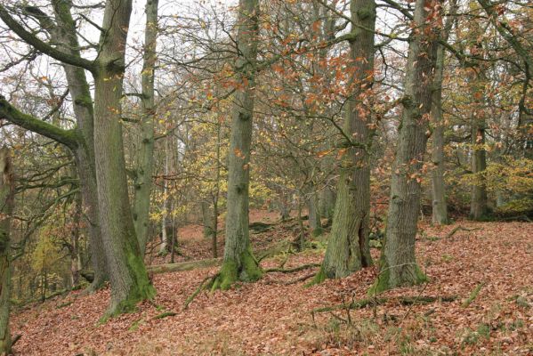 Dobříš, 26.10.2017
Hřebeny. Suťový les na vrchu Hradec. 
Klíčová slova: Dobříš Hřebeny vrch Hradec Ampedus brunnicornis