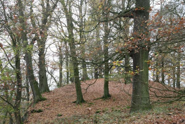 Dobříš, 26.10.2017
Hřebeny. Suťový les na vrchu Hradec. 
Klíčová slova: Dobříš Hřebeny vrch Hradec