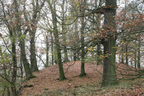 Dobříš, 26.10.2017
Hřebeny. Suťový les na vrchu Hradec. 
Mots-clés: Dobříš Hřebeny vrch Hradec